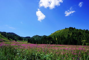 柯坪縣人民政府與新疆生態環境保護工作