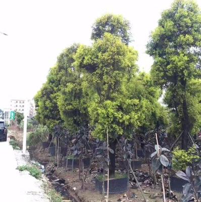 廣州市鑫善園林綠化工程施工 以細(xì)節(jié)成就卓越，用影像記錄匠心