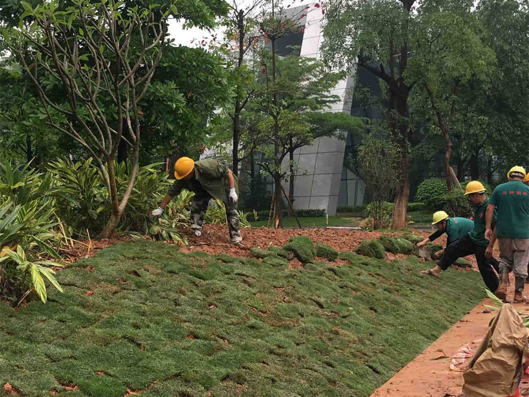 怡軒園林綠化公司圓滿完成千燈湖公園補(bǔ)植改造工程 匠心打造城市綠色新地標(biāo)